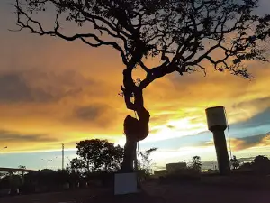 Viveiros Pró Cerrado
