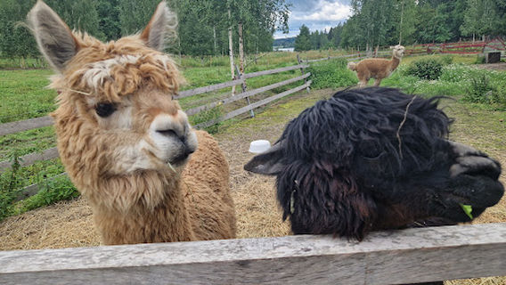 Farm Animal Park Taaben Farmi