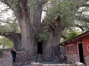 Big Baobab tree