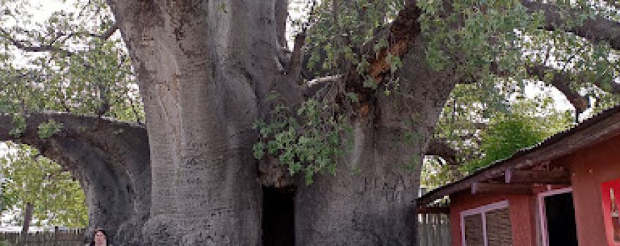 Big Baobab tree