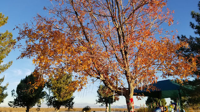 Amargosa Valley Park
