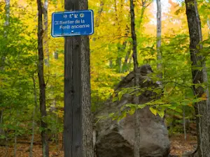 Mount Wright Ancient Forest Park
