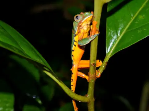Herping Bahía Solano Tour