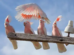 Eyre Bird Observatory