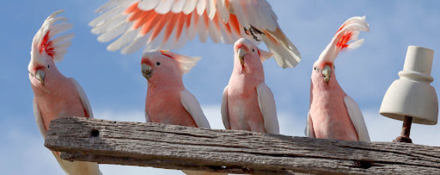 Eyre Bird Observatory