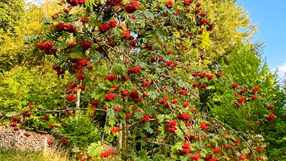 Camping Floreal Le Festival