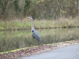 Canal entre Champagne et Bourgogne