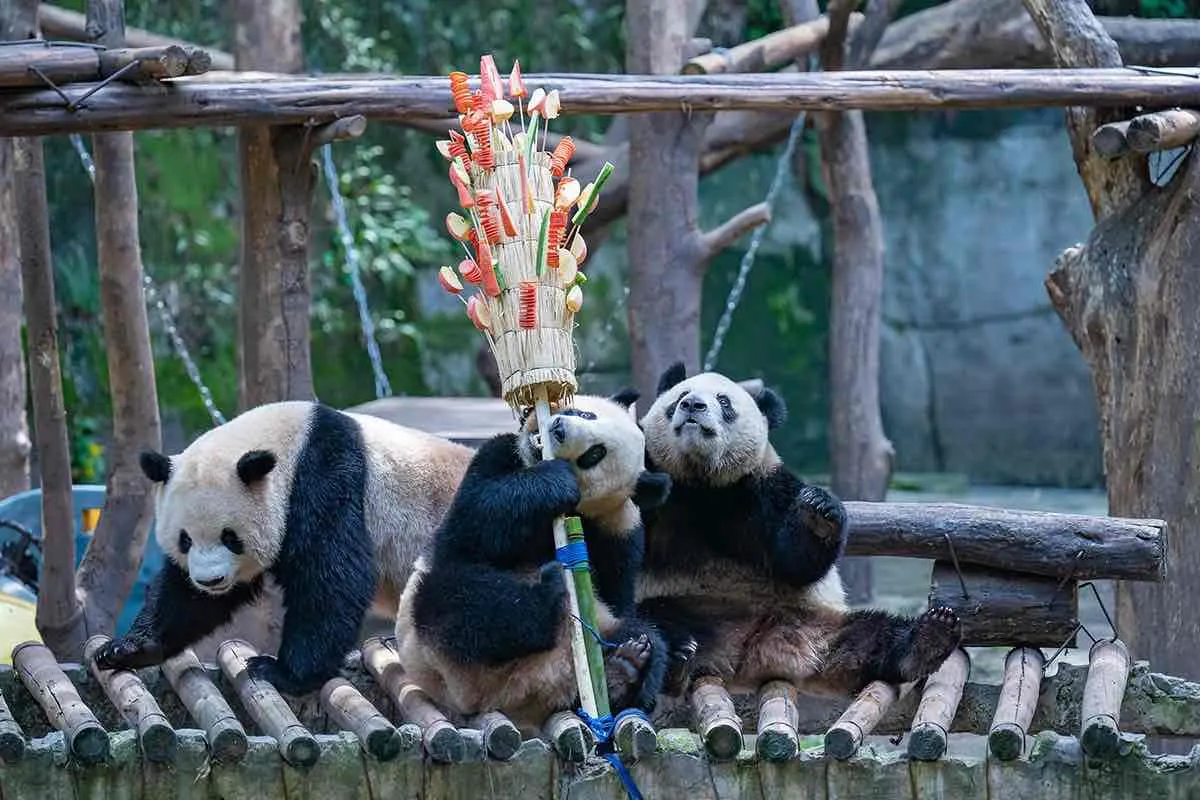 Chongqing Zoo
