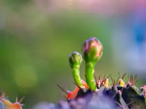 Tommy Garden