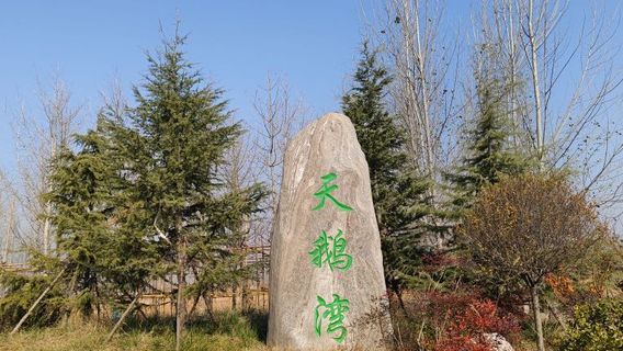 靈寶後地天鵝觀賞點