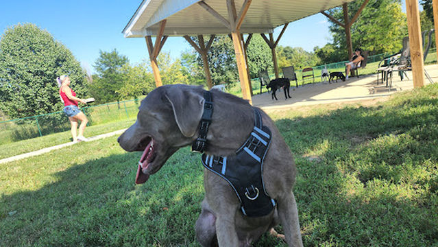 Violet Township Dog Park