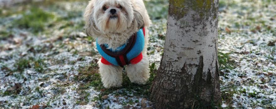 Area Cani Rin Tin Tin