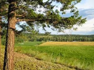 Cariboo's Corn Maze