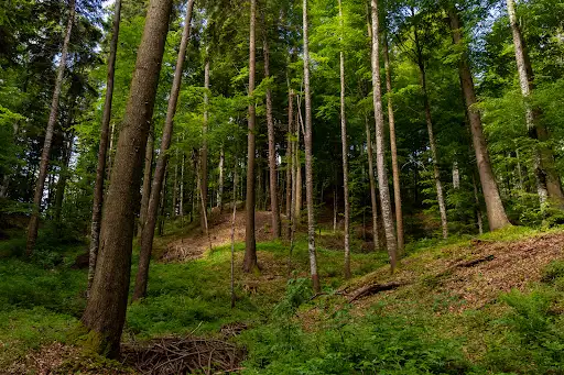 Malaxa Glade