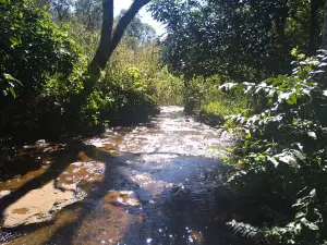 Municipal "Yvy Porá" Botanical Garden