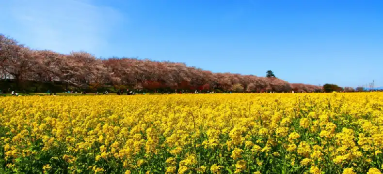 幸手市のホテル
