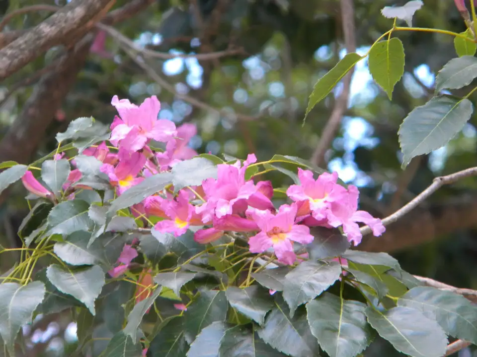 2_Parque Mitre