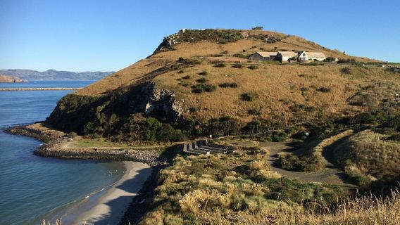 Blue Penguins Pukekura