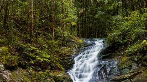 Kondalilla Falls