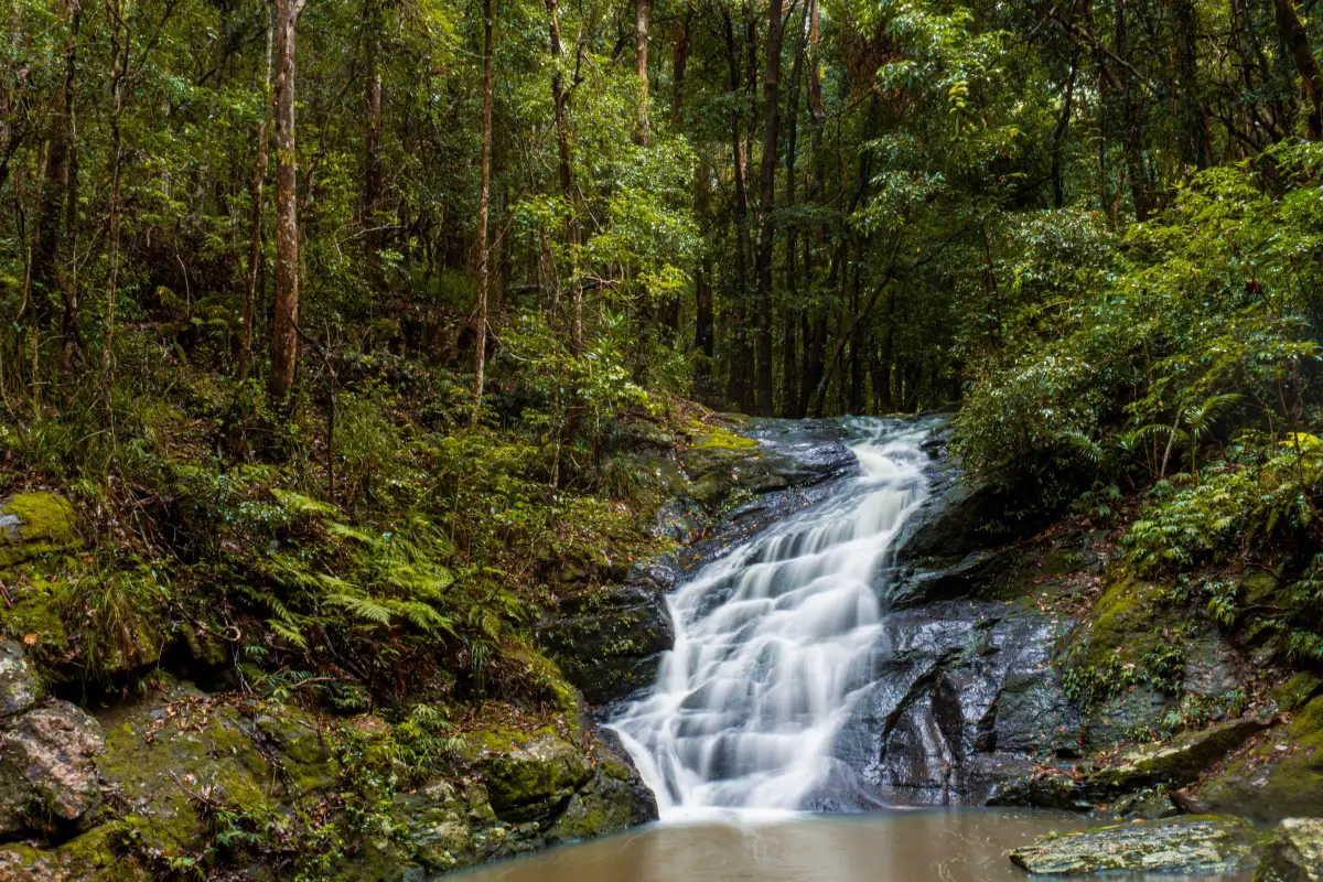 Kondalilla Falls Rd