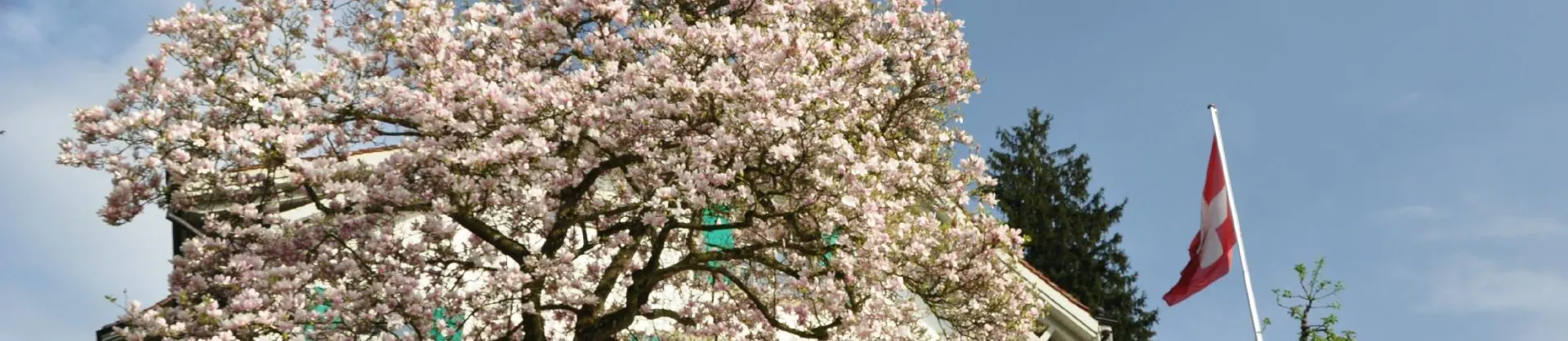 Fioriture Primaverili