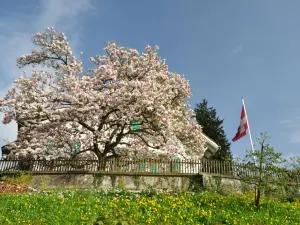 Rose Garden