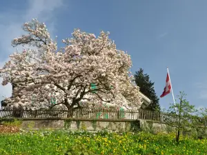玫瑰園