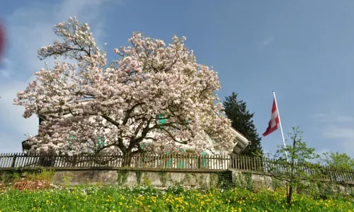 Rose Garden