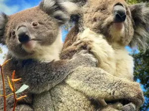 Jirrahlinga Dingo Conservation & Wildlife Education Centre - BASED IN CHEWTON VICTORIA