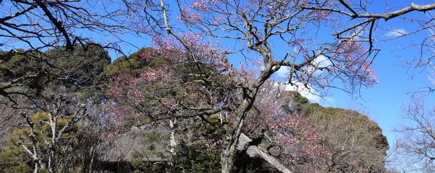 Keio Mmogusaen