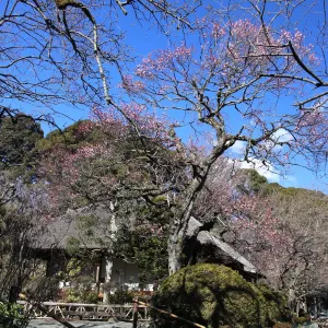 京王百草園