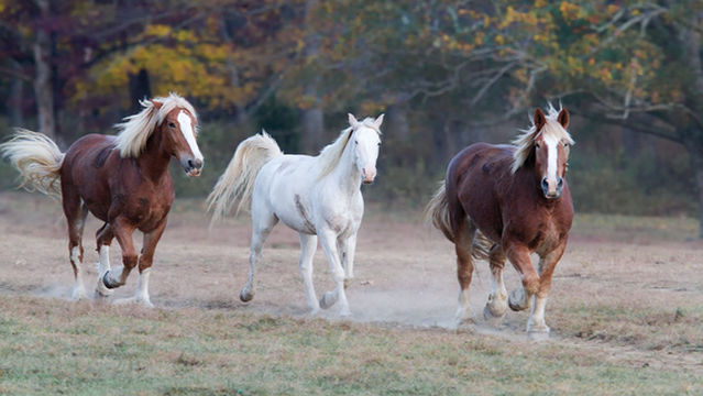 Sugarlands Riding Stables