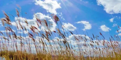Norman J. Levy Park & Preserve