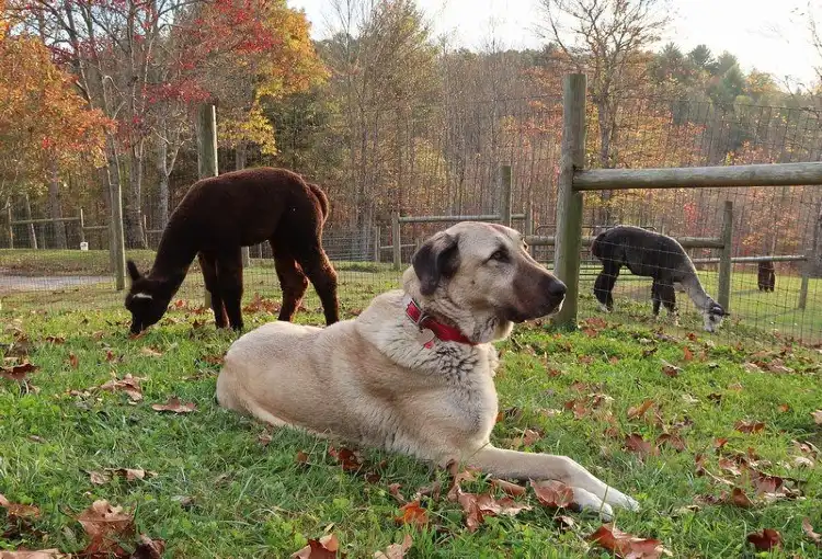 Hotels in Walnut Hill