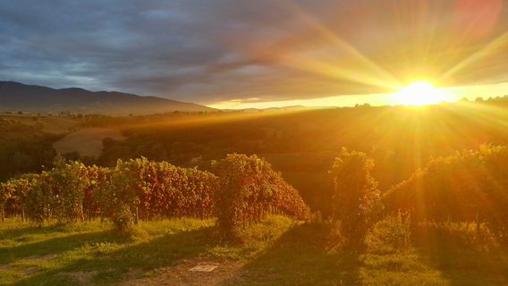 Azienda Agraria Brunozzi