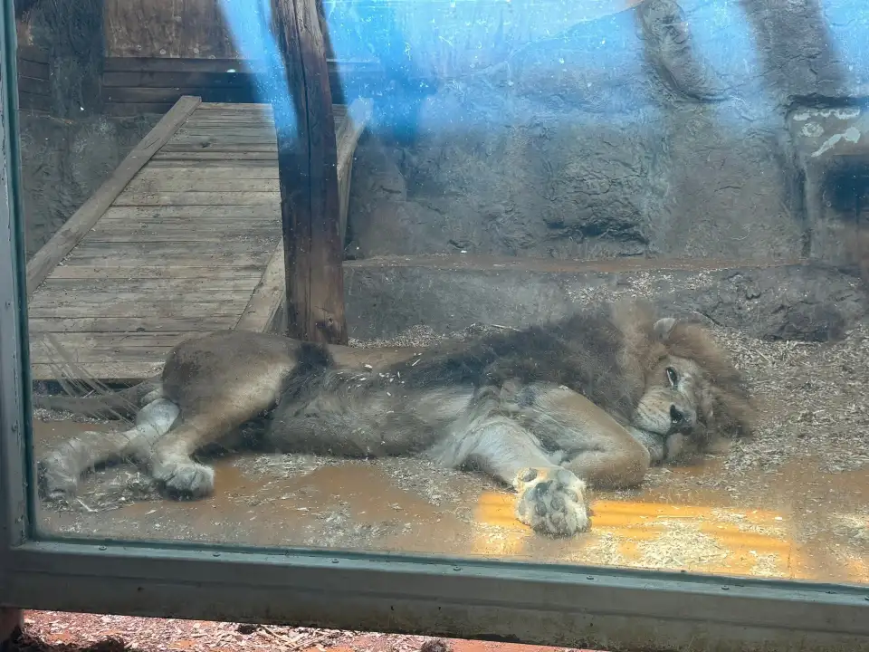 3_The Sofia Zoo