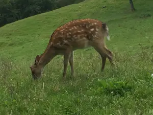 Wild- und Freizeitpark Westerwald
