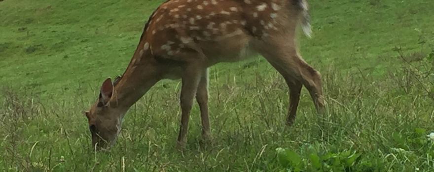 Wild- und Freizeitpark Westerwald