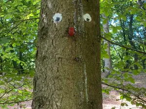 Roeverknolden