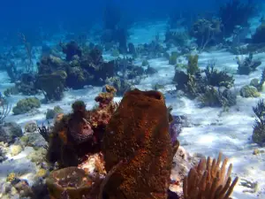 Miller's Dive Shop
