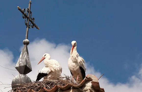 埃爾埃斯皮納爾