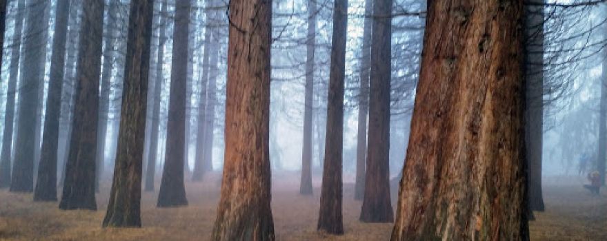 Old Sequoia Trees