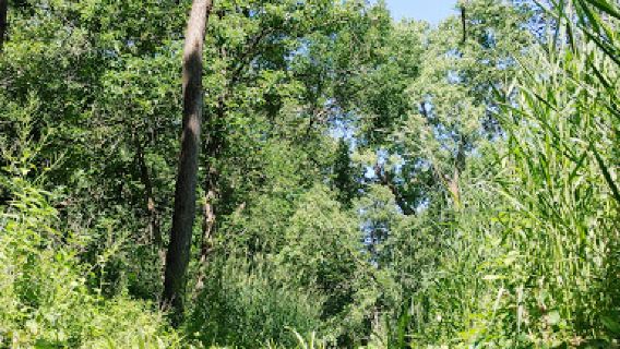 Buena Vista County Park
