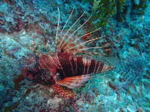 Yellow Fins Diving Kenya-Padi 5 Star Padi Center