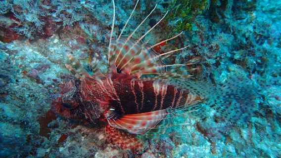 Yellow Fins Diving Kenya-Padi 5 Star Padi Center