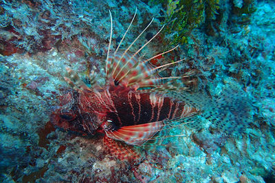 Yellow Fins Diving Kenya-Padi 5 Star Padi Center