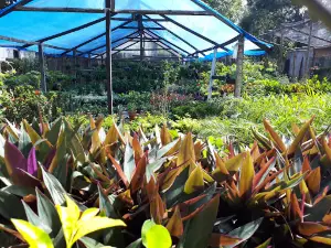 Vivero Punto Verde Jalpatagua