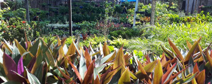 Vivero Punto Verde Jalpatagua