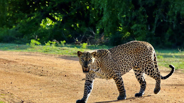 Yala Safari Jeep Service