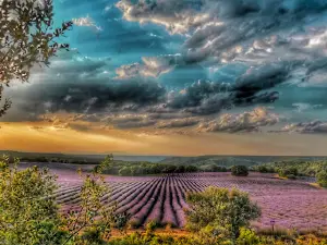 Campos de lavanda